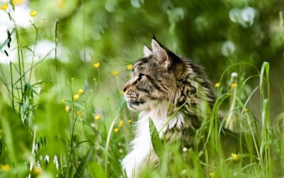 PERTH PEMF omdat de natuur niet te verbeteren is